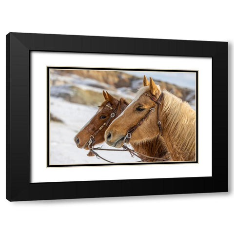 USA- Wyoming. Hideout Horse Ranch- horses at Rest in the snow.  Black Modern Wood Framed Art Print with Double Matting by Looney, Hollice