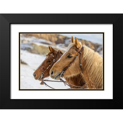 USA- Wyoming. Hideout Horse Ranch- horses at Rest in the snow.  Black Modern Wood Framed Art Print with Double Matting by Looney, Hollice