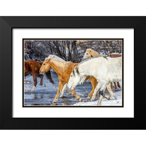 USA- Wyoming. Hideout Horse Ranch- horses crossing the stream.  Black Modern Wood Framed Art Print with Double Matting by Looney, Hollice