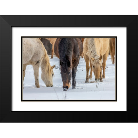 USA- Wyoming. Hideout Horse Ranch- horses grazing in the snow.  Black Modern Wood Framed Art Print with Double Matting by Looney, Hollice