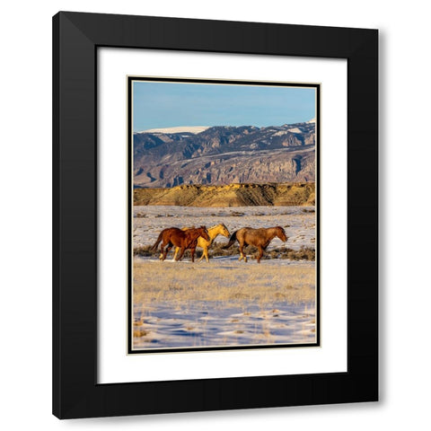 USA- Wyoming. Hideout Horse Ranch- horses in snow.  Black Modern Wood Framed Art Print with Double Matting by Looney, Hollice