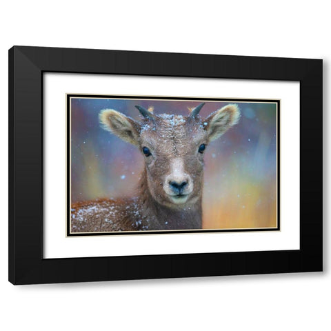 Wyoming. A young mountain goats first snow. Black Modern Wood Framed Art Print with Double Matting by Muir, Janet