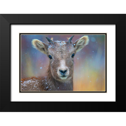 Wyoming. A young mountain goats first snow. Black Modern Wood Framed Art Print with Double Matting by Muir, Janet