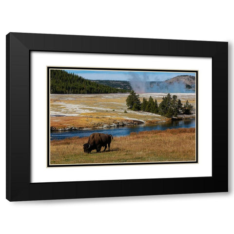Yellowstone National Park-USA-Wyoming Buffalo and Old Faithful Black Modern Wood Framed Art Print with Double Matting by Sienda, Jolly