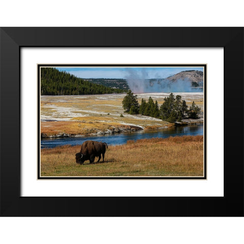 Yellowstone National Park-USA-Wyoming Buffalo and Old Faithful Black Modern Wood Framed Art Print with Double Matting by Sienda, Jolly