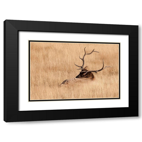 WY-Yellowstone National Park-Bull Elk-in meadow-(Cervus elaphus) Black Modern Wood Framed Art Print with Double Matting by Wild, Jamie and Judy