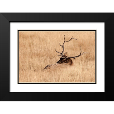 WY-Yellowstone National Park-Bull Elk-in meadow-(Cervus elaphus) Black Modern Wood Framed Art Print with Double Matting by Wild, Jamie and Judy