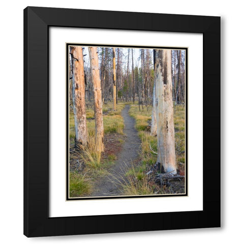 Wyoming- Grand Teton National Park. Trail through fire burned lodgepole pine trees Black Modern Wood Framed Art Print with Double Matting by Wild, Jamie and Judy