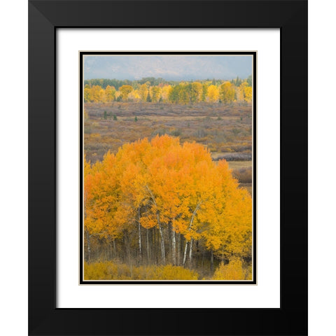 Wyoming- Grand Teton National Park. Golden Aspen trees Black Modern Wood Framed Art Print with Double Matting by Wild, Jamie and Judy
