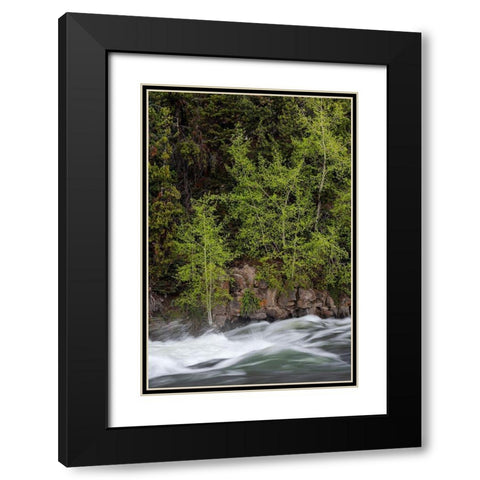 Wyoming Budding trees-La Grange Cascade-Yellowstone National Park Black Modern Wood Framed Art Print with Double Matting by Zimmerman, Judith