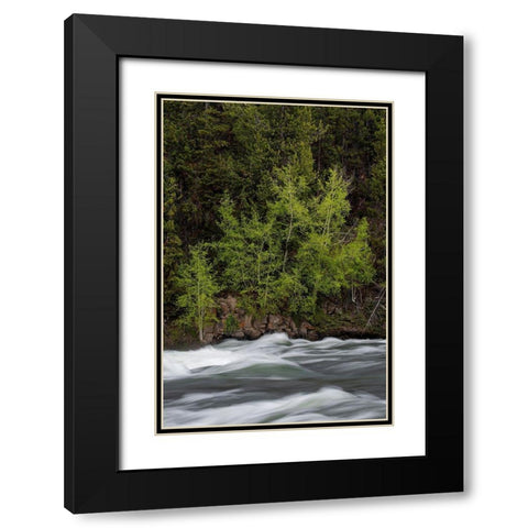 Wyoming Budding trees-La Grange Cascade-Yellowstone National Park Black Modern Wood Framed Art Print with Double Matting by Zimmerman, Judith