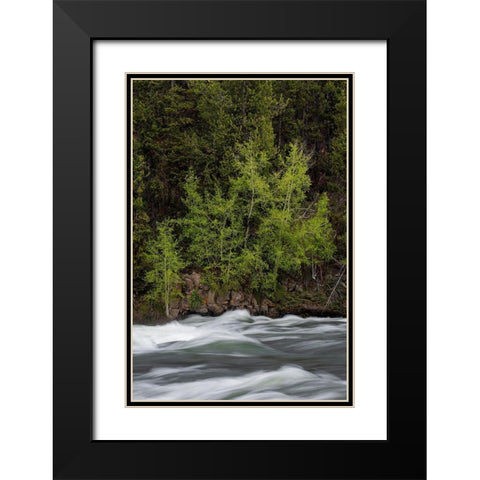 Wyoming Budding trees-La Grange Cascade-Yellowstone National Park Black Modern Wood Framed Art Print with Double Matting by Zimmerman, Judith