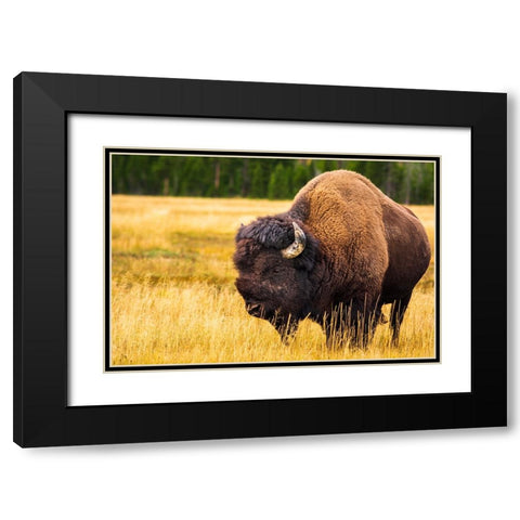 Bison-Yellowstone National Park-Wyoming-USA Black Modern Wood Framed Art Print with Double Matting by Bishop, Russ