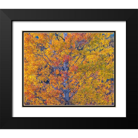 Wyoming-Jackson-Grand Teton National Park and fall colors on Aspen Trees Black Modern Wood Framed Art Print with Double Matting by Gulin, Sylvia