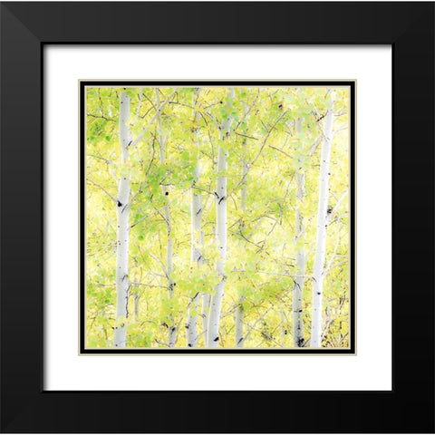 Wyoming-Jackson-Grand Teton National Park and fall colors on Aspen Trees Black Modern Wood Framed Art Print with Double Matting by Gulin, Sylvia
