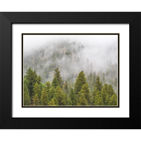 Wyoming-Hoback-clouds intermingling with evergreens on rainy morning Black Modern Wood Framed Art Print with Double Matting by Gulin, Sylvia