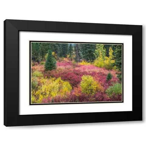 Wyoming-Hoback fall colors along Highway 89 with Dogwood-Willow-Evergreens-Aspens Black Modern Wood Framed Art Print with Double Matting by Gulin, Sylvia