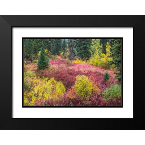 Wyoming-Hoback fall colors along Highway 89 with Dogwood-Willow-Evergreens-Aspens Black Modern Wood Framed Art Print with Double Matting by Gulin, Sylvia