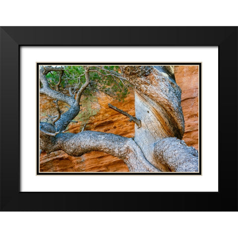 USA-Wyoming-Gnarled and twisted pine tree Black Modern Wood Framed Art Print with Double Matting by Haseltine, Tom