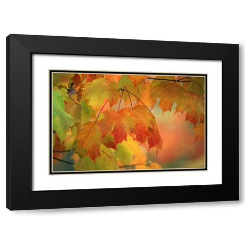 USA, Northeast, Maple Leaves in Rain Black Modern Wood Framed Art Print with Double Matting by Rotenberg, Nancy