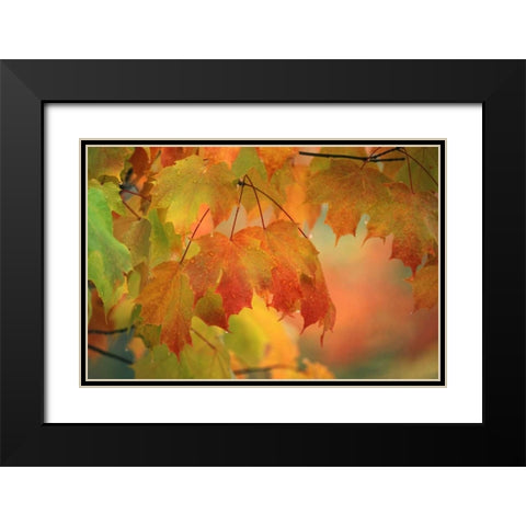 USA, Northeast, Maple Leaves in Rain Black Modern Wood Framed Art Print with Double Matting by Rotenberg, Nancy