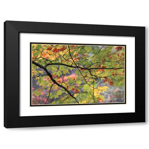USA, Northeast, Branch of fall foliage Black Modern Wood Framed Art Print with Double Matting by Rotenberg, Nancy