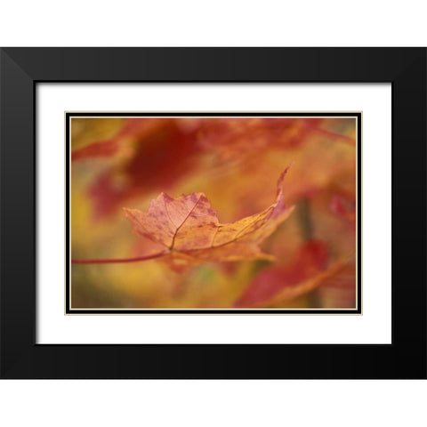 USA, Northeast, Red Maple Leaf in Fall Black Modern Wood Framed Art Print with Double Matting by Rotenberg, Nancy