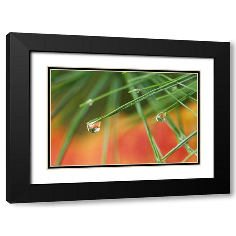 Northeast, Pine tree needles with waterdrop Black Modern Wood Framed Art Print with Double Matting by Rotenberg, Nancy