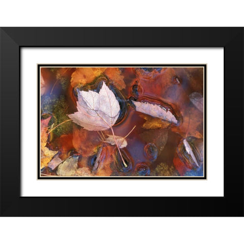 Northeast, Fall leaves in puddle with reflections Black Modern Wood Framed Art Print with Double Matting by Rotenberg, Nancy