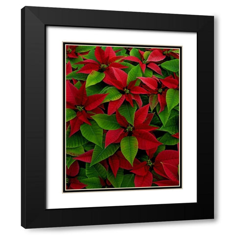 USA, Red poinsettia flowers with green leaves Black Modern Wood Framed Art Print with Double Matting by Terrill, Steve