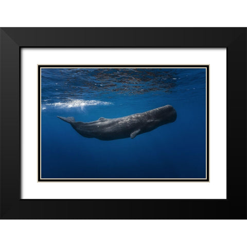 Sperm Whale Black Modern Wood Framed Art Print with Double Matting by Gabriel, Barathieu