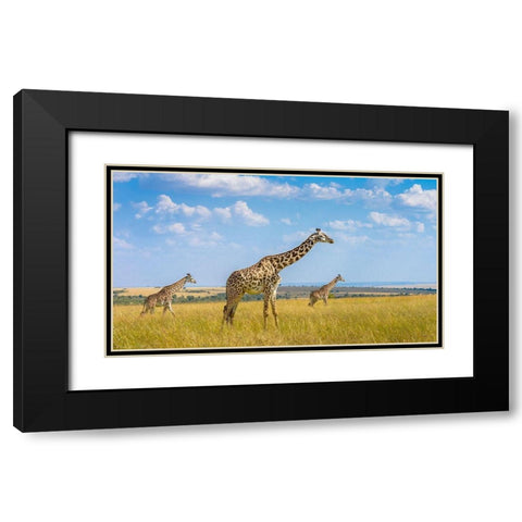 Trio Giraffes Black Modern Wood Framed Art Print with Double Matting by Alfraid, Husain