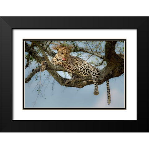 How Tasty You Are! Black Modern Wood Framed Art Print with Double Matting by Nadoum, Khaleel