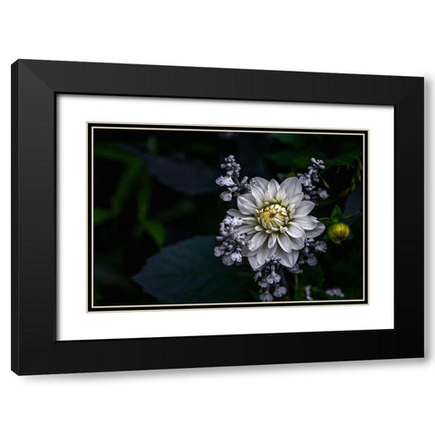 Dahlia Flower Black Modern Wood Framed Art Print with Double Matting by Olsson, Ronny