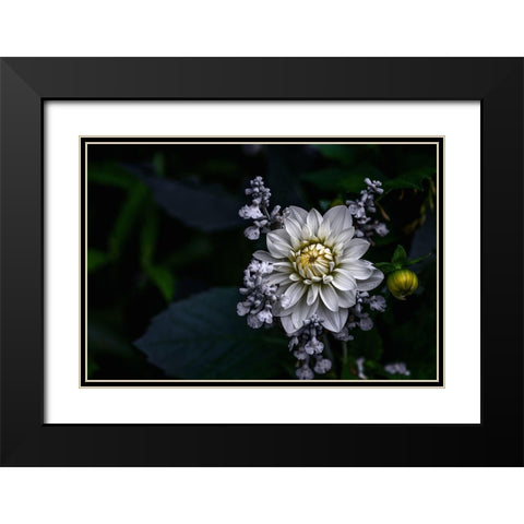 Dahlia Flower Black Modern Wood Framed Art Print with Double Matting by Olsson, Ronny