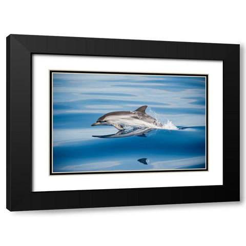 Striped Dolphin Black Modern Wood Framed Art Print with Double Matting by Ugo, Mirko