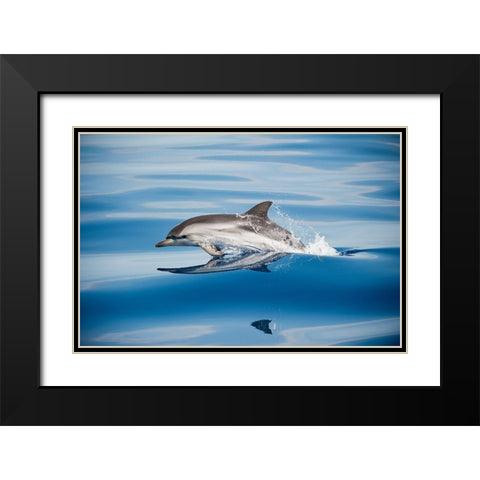 Striped Dolphin Black Modern Wood Framed Art Print with Double Matting by Ugo, Mirko