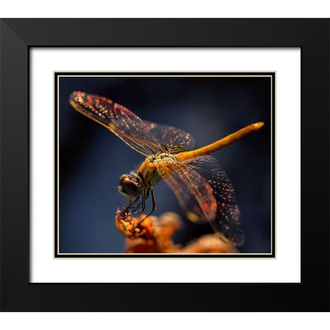 A Midsummer Nights Dream... Black Modern Wood Framed Art Print with Double Matting by Dufour, Thierry