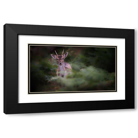 Young Fallow Deer Black Modern Wood Framed Art Print with Double Matting by Deakin, Karen
