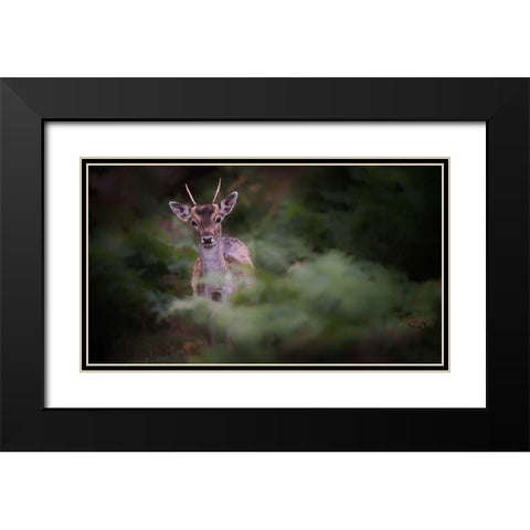 Young Fallow Deer Black Modern Wood Framed Art Print with Double Matting by Deakin, Karen