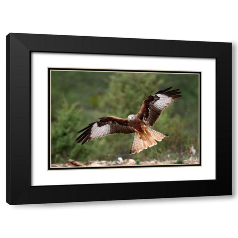 The Wings Of The Red Kite Black Modern Wood Framed Art Print with Double Matting by Merino, Nicolas