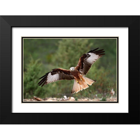 The Wings Of The Red Kite Black Modern Wood Framed Art Print with Double Matting by Merino, Nicolas