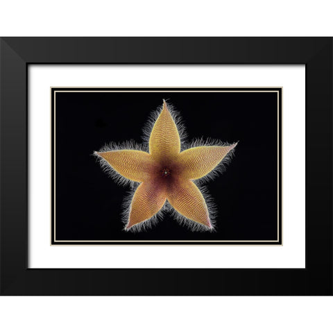 Stapelia Grandiflora Black Modern Wood Framed Art Print with Double Matting by Mozqueda, Victor