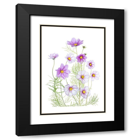 Cosmos Comfort Black Modern Wood Framed Art Print with Double Matting by Disher, Mandy