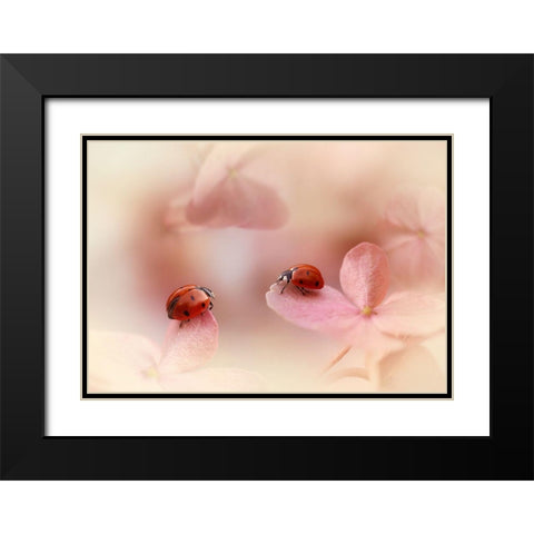 Ladybirds On Pink Hydrangea. Black Modern Wood Framed Art Print with Double Matting by Van Deelen, Ellen