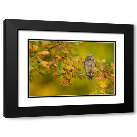 European Scops Owl Black Modern Wood Framed Art Print with Double Matting by Zygmunt, Milan