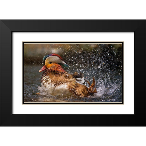 Mandarin Duck Black Modern Wood Framed Art Print with Double Matting by Tjandra, C.S.
