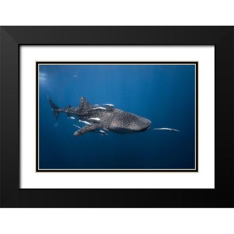 Whale Shark Black Modern Wood Framed Art Print with Double Matting by Gabriel, Barathieu