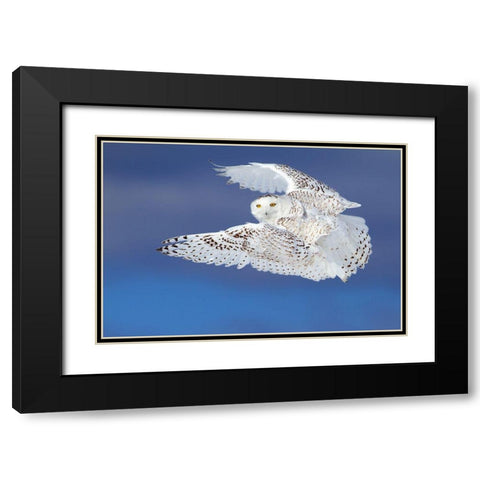 Flight Of The Snowy - Snowy Owl Black Modern Wood Framed Art Print with Double Matting by Cumming, Jim