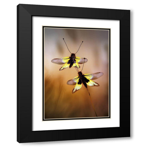 Owlflies Black Modern Wood Framed Art Print with Double Matting by Hoffman, Jimmy